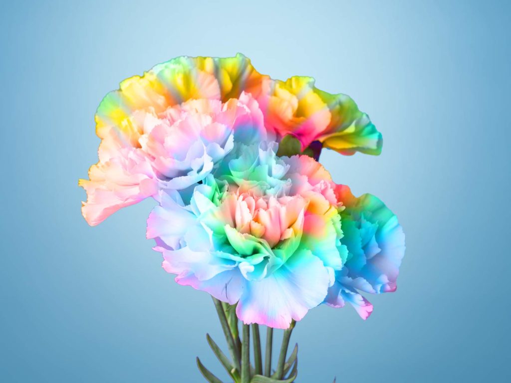 color-flowers