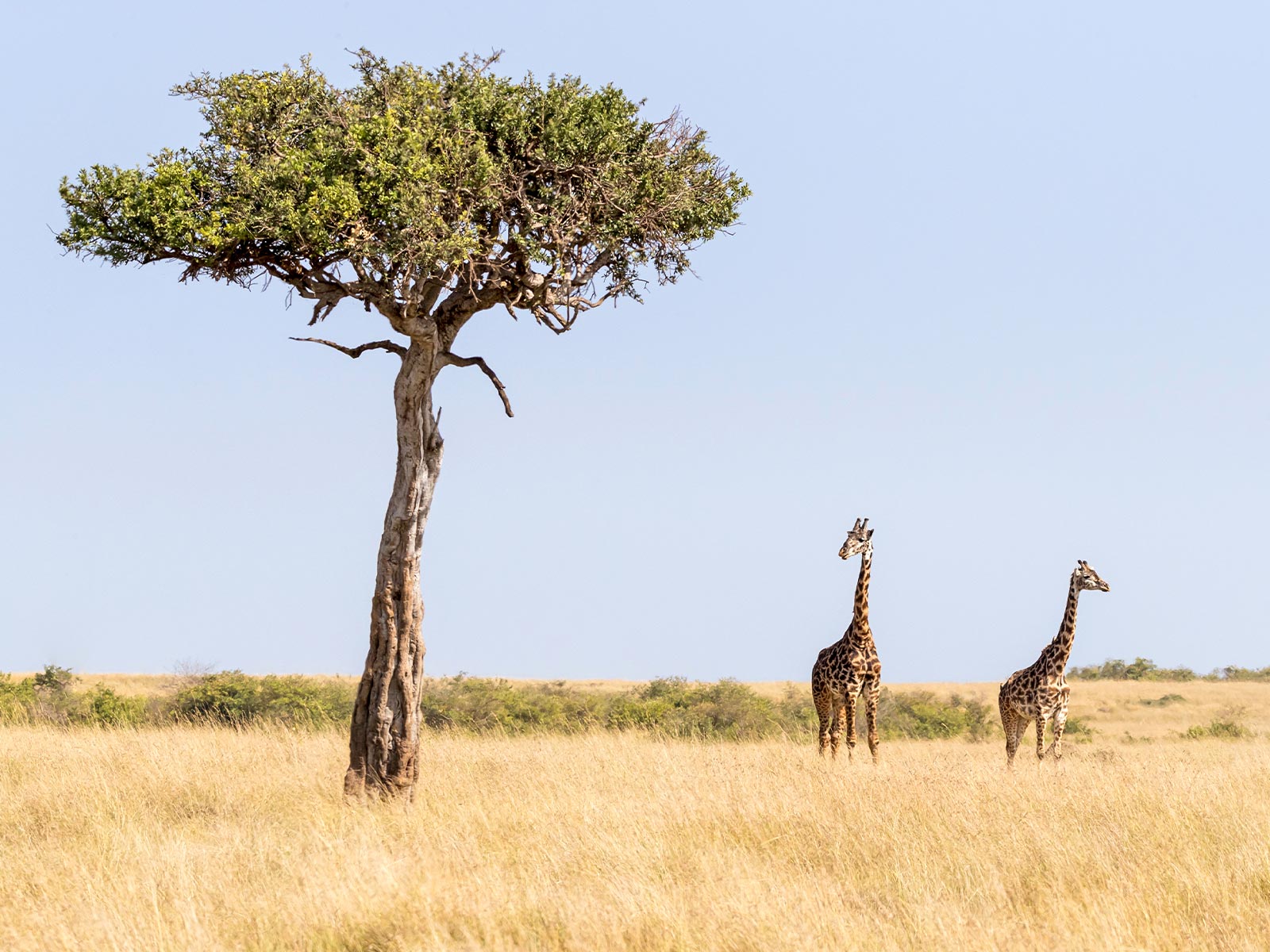 acacia trees