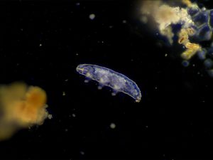 Tardigrade floating in water