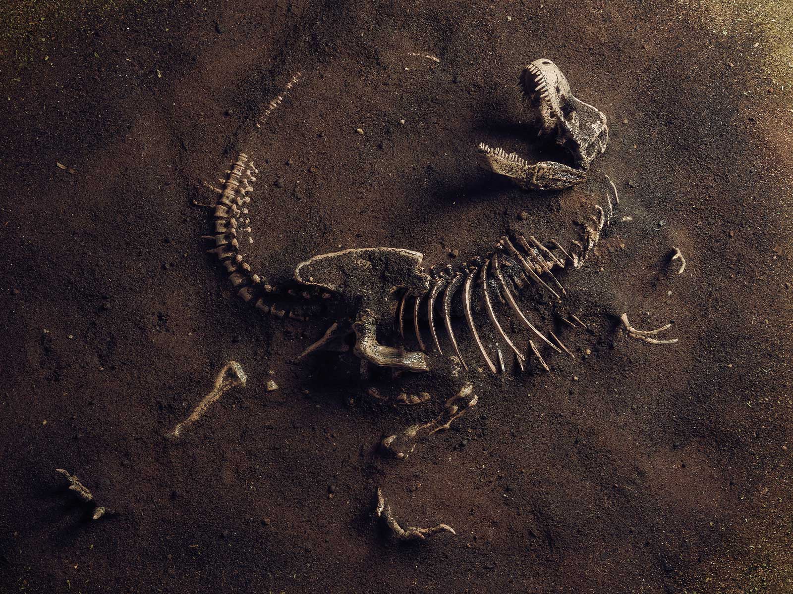 Dinosaur fossil