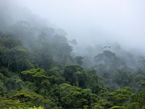 Humid Rainforest