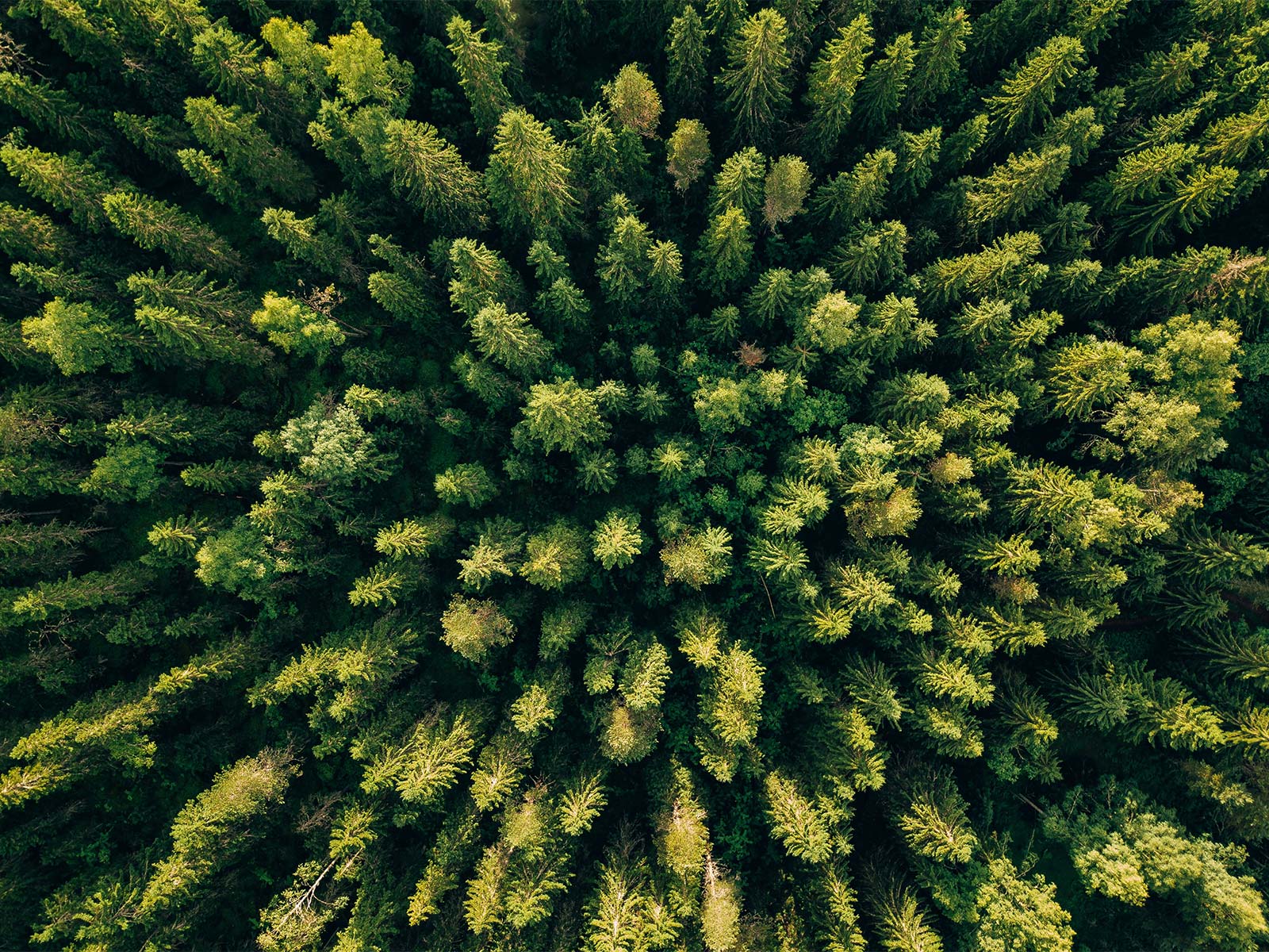 Pine forest viewed from above