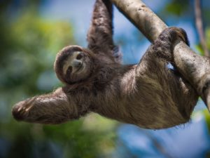 Sloth hanging from tree branch