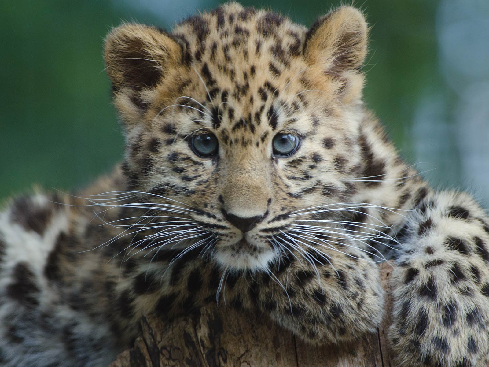 Amur Leopard Cub