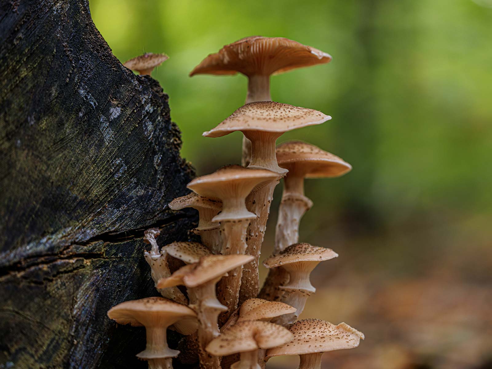 Armillaria ostoyae growing on log