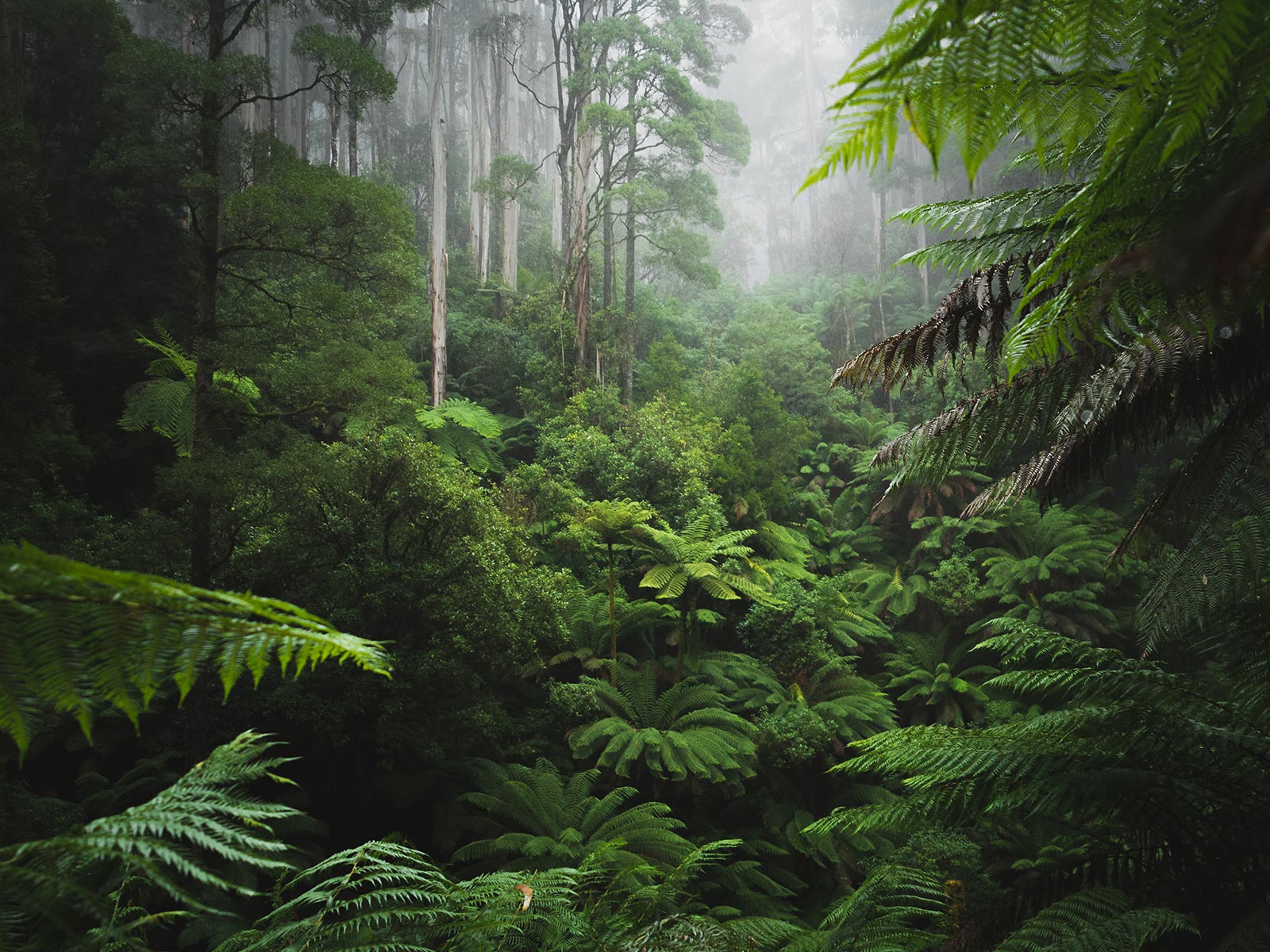 Foggy rainforest floor