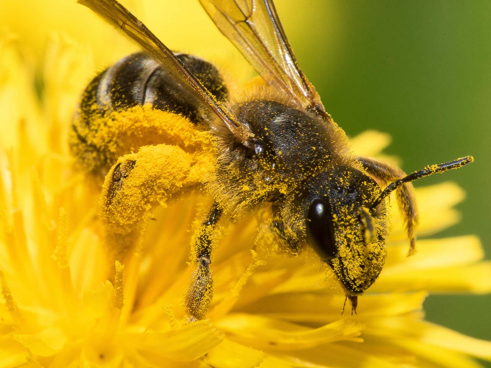 Bee collecting pollen