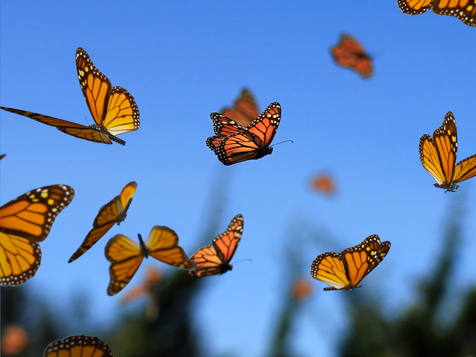 Monarch Butterfly migration