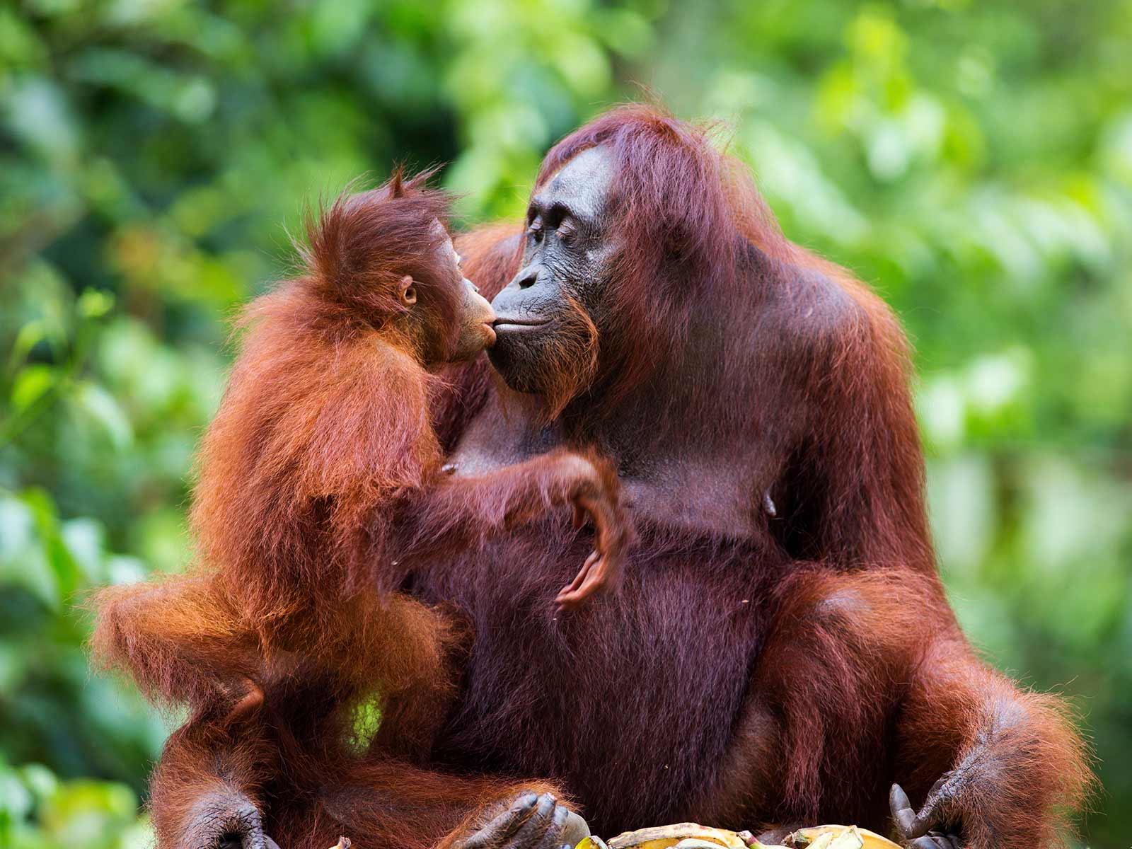 Parent and child orangutans