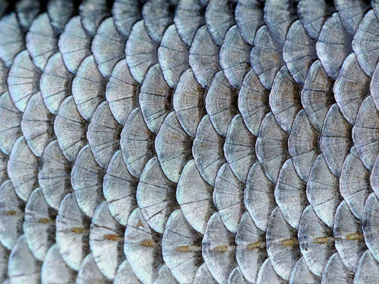 Fish scales close-up