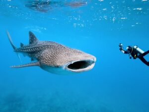 Whale shark and human driver