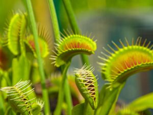 Close-up view of venus flytraps