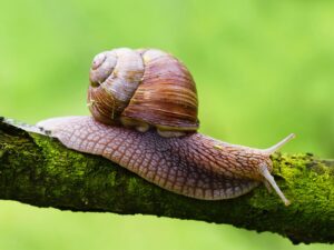 close-up of snail on a branch