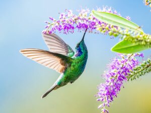 Hummingbird drinking nectar