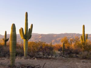 desert landscape with cacti
