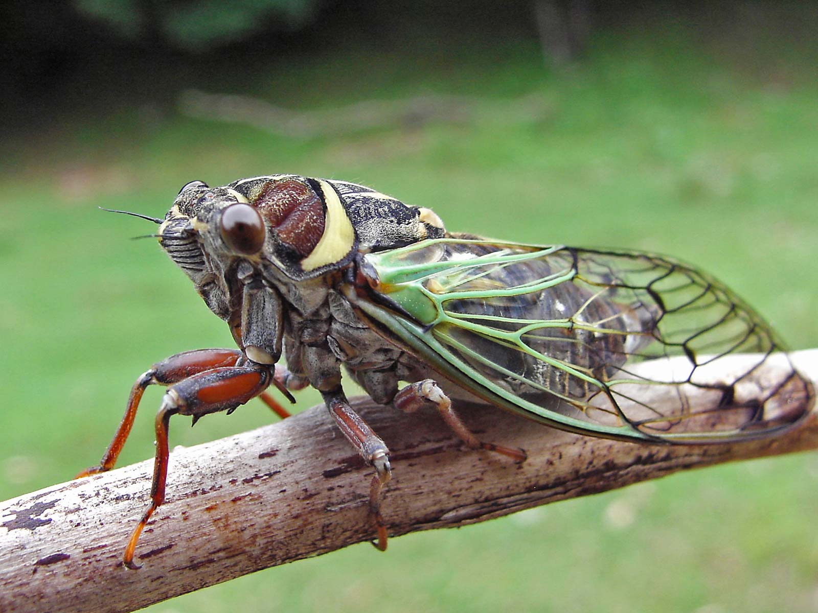 Cicada on branch