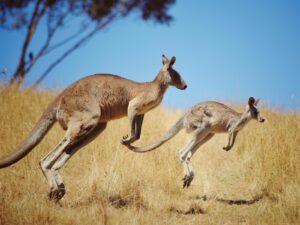 Adult kangaroo hopping with young one